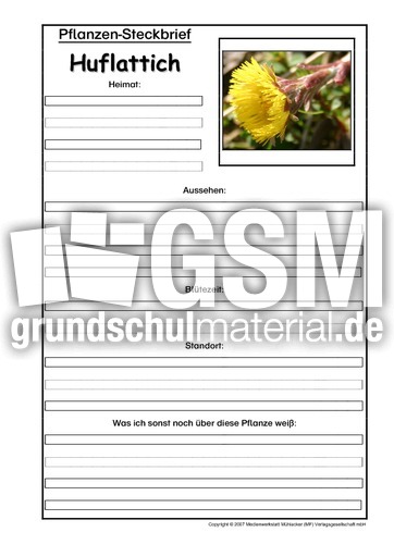 Pflanzensteckbrief-Huflattich.pdf
